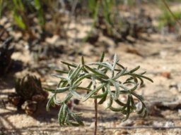 Pelargonium reflexum
